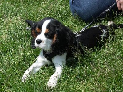2005-05-23* Puppy