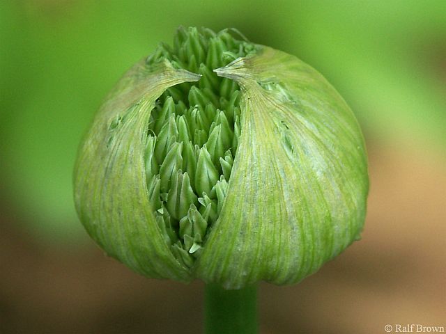 2005-05-09 Bursting
