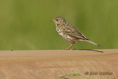 C10D_00420.jpg