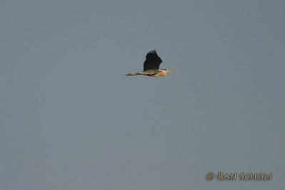 C10D_00422.jpg