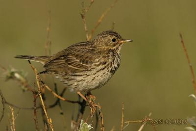 C10D_00717.jpg