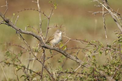 d100_0857.jpg