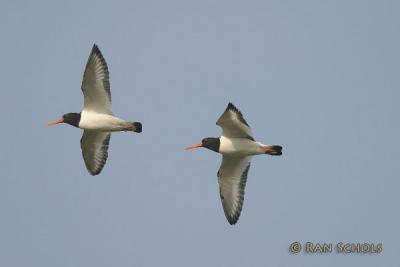 C10D_00681.jpg