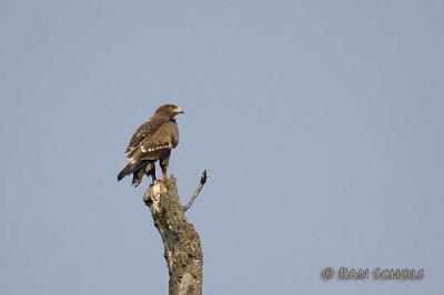 Schreeuwarend - Lesser Spotted Eagle
