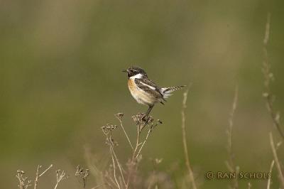 d100_3375.jpg