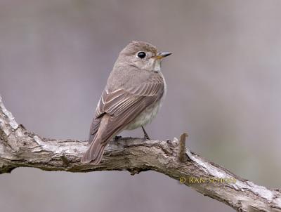 Asian brown flycatcher C20D_03578.jpg