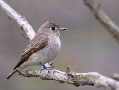 Asian brown flycatcher C20D_03591.jpg