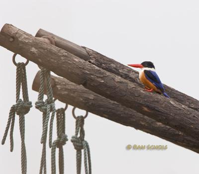 Black-capped kingfisher C20D_03615.jpg