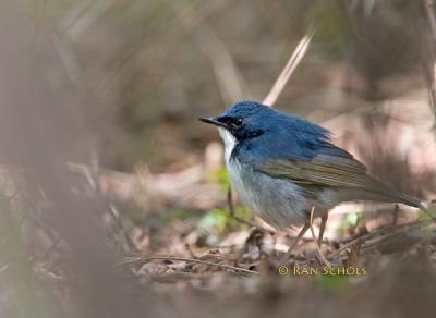 Siberian Blue robin C20D_03496.jpg