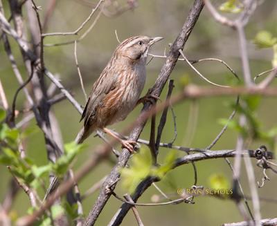 Chinese hill warbler C20D_02196.jpg