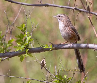 Chinese hill warbler C20D_02202.jpg