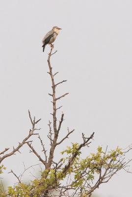 Red-billed starling C20D_03681.jpg