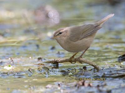 Dusky warbler C20D_03200.jpg