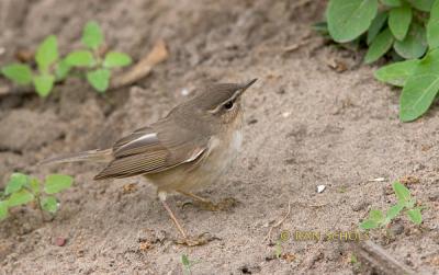 Dusky warbler C20D_03500.jpg