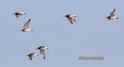 Great knot C20D_03420.jpg