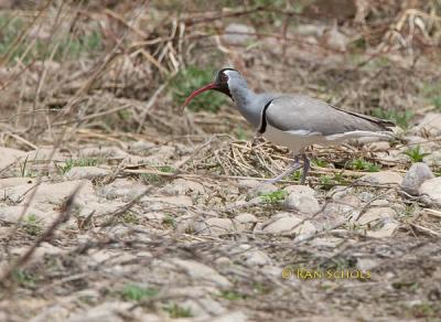 Ibisbill C20D_01981.jpg