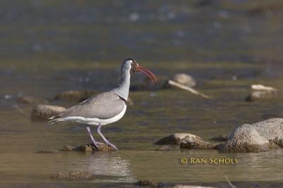 Ibisbill C20D_02124.jpg