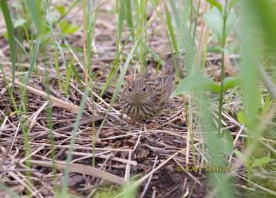 Lanceolated warbler C20D_03661.jpg