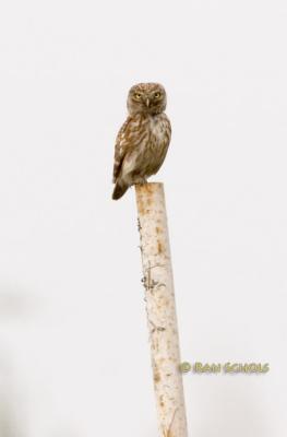 Little owl (eastern race) C20D_03388.jpg
