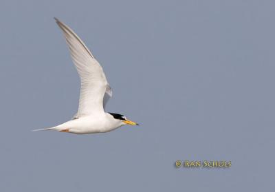 Little tern C20D_03479.jpg