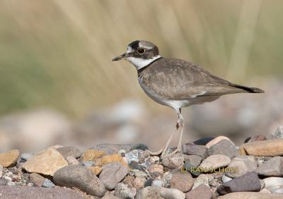 Long billed plover C20D_02161.jpg