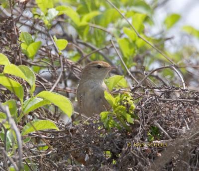 Manchurian bush warbler C20D_03364.jpg