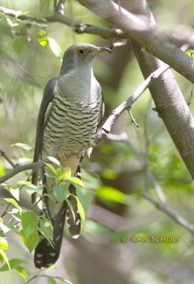 Oriental or Common cuckoo C20D_03210.jpg