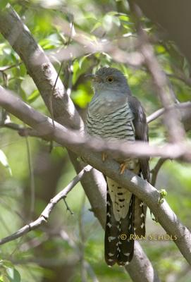 Oriental or Common cuckoo C20D_03214.jpg