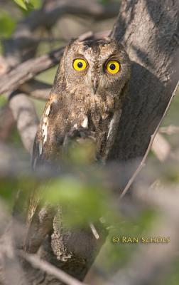 Oriental scops owl C20D_03247.jpg