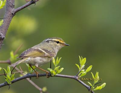 Pallas's leaf warbler C20D_03842.jpg