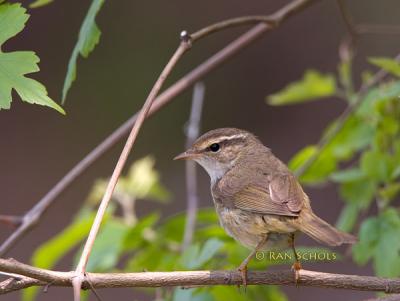 Radde's warbler C20D_03988.jpg