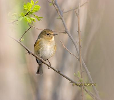 Red-flanked bluetail C20D_02657.jpg