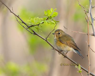 Red-flanked bluetail C20D_02659.jpg