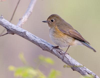Red-flanked bluetail C20D_02675.jpg