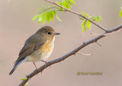Red-flanked bluetail C20D_02682.jpg
