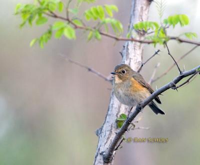 Red-flanked bluetail C20D_02714.jpg