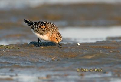 Red-necked stint C20D_02285.jpg