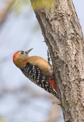 Rufous-bellied woodpecker C20D_02988.jpg