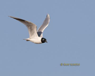 Saunder's gull C20D_02902.jpg