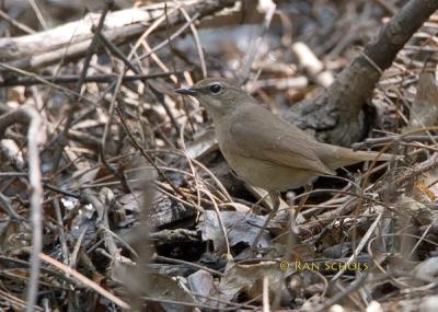 Siberian rubythroat C20D_03488.jpg