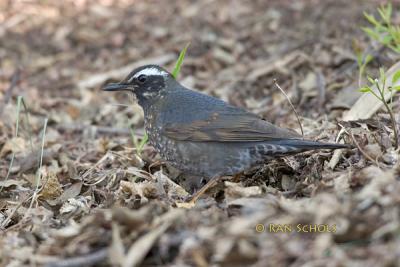 Siberian thrush C20D_03143.jpg