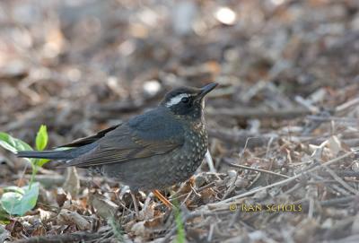 Siberian thrush C20D_03339.jpg