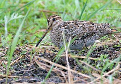 Swinhoes or Pintail snipe C20D_02749.jpg