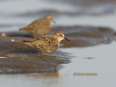 Temminck's stint C20D_02274.jpg