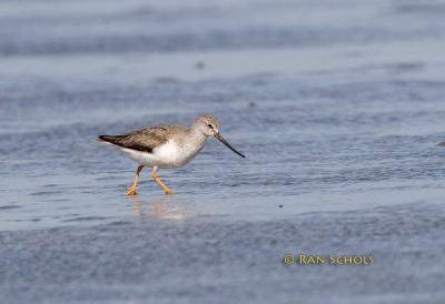 Terek sandpiper C20D_02844.jpg