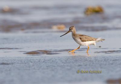 Terek sandpiper C20D_02857.jpg