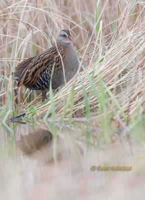 Waterrail C20D_02958.jpg