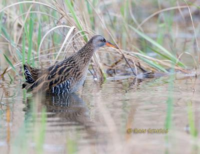 Waterrail C20D_02964.jpg