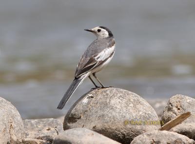 White wagtail leucopsisC20D_01962.jpg