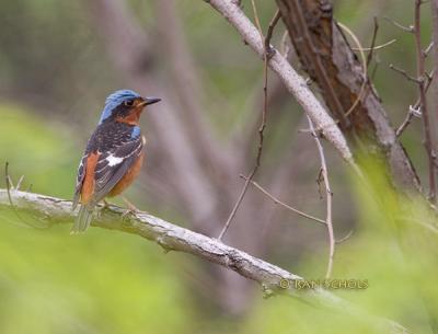 White-throated rock thrush C20D_03722.jpg